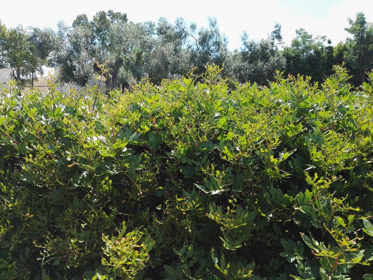 Casale Farnesiana B&B Tarquinia Eksteriør billede
