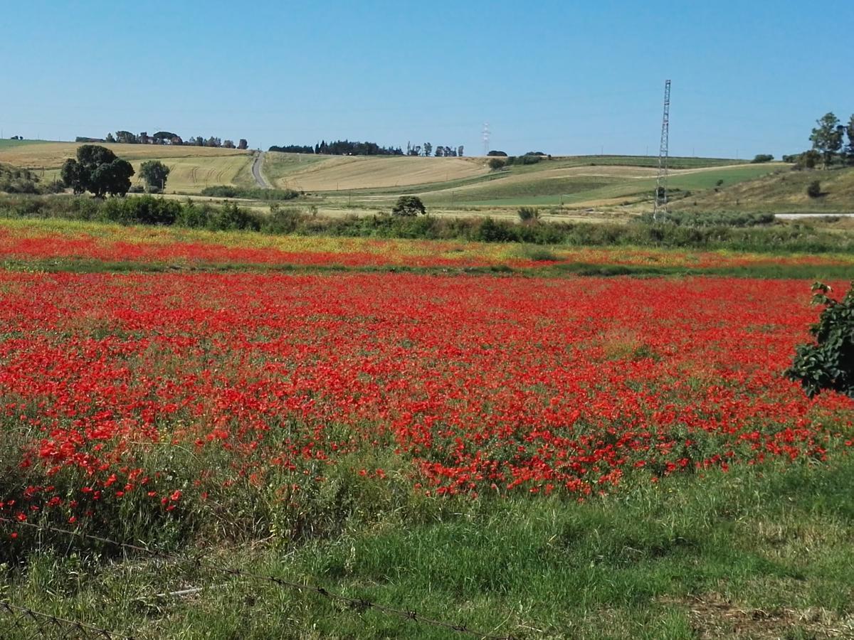 Casale Farnesiana B&B Tarquinia Eksteriør billede