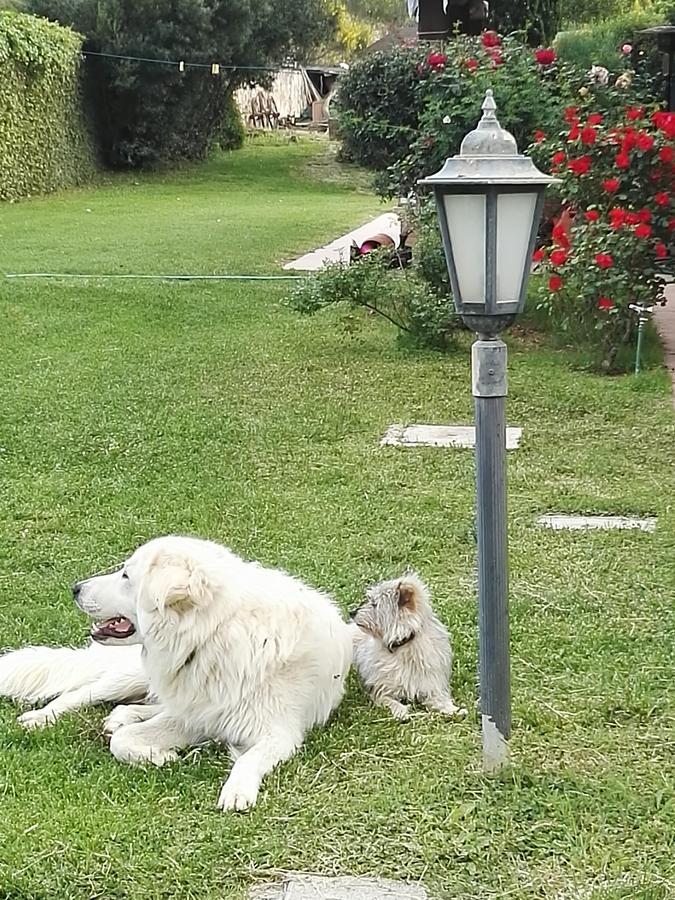 Casale Farnesiana B&B Tarquinia Eksteriør billede
